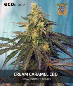 Imagen secundaria del producto Cream Caramel CBD Feminizada