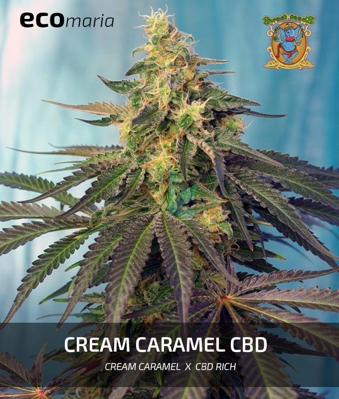 Imagen principal del producto Cream Caramel CBD Feminizada