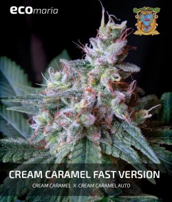 Imagen secundaria del producto Cream Caramel Fast Version