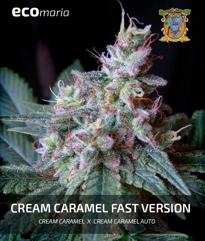 Imagen principal del producto Cream Caramel F1 