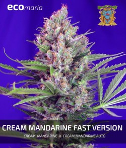 Imagen secundaria del producto Cream Mandarine Fast Version