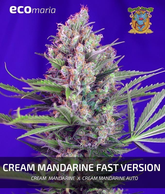 Imagen principal del producto Cream Mandarine Fast Version