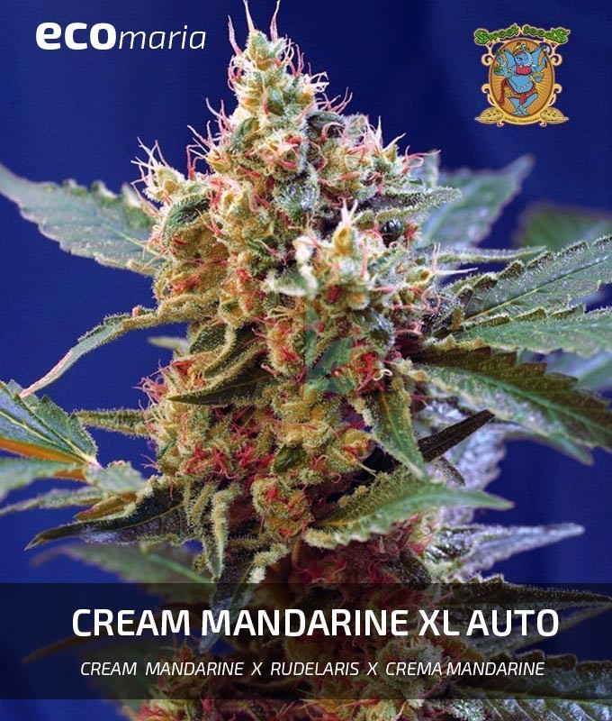 Imagen principal del producto Cream Mandarine XL Autofloreciente