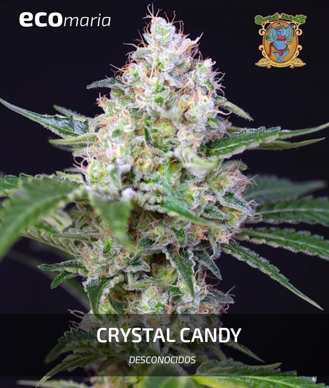 Imagen principal del producto Crystal Candy Feminizada