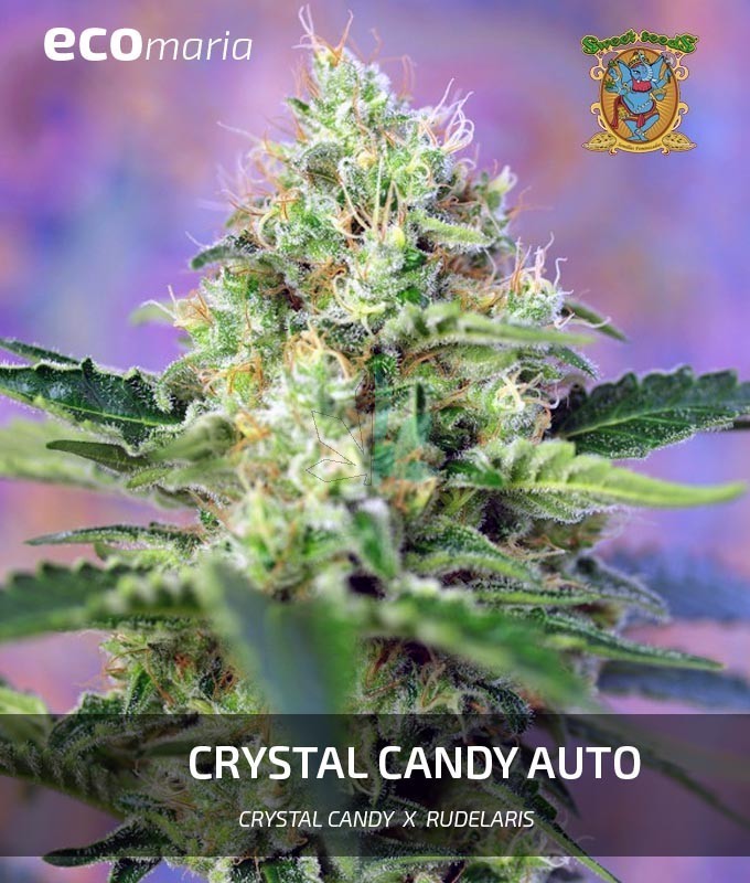 Imagen principal del producto Crystal Candy Autofloreciente