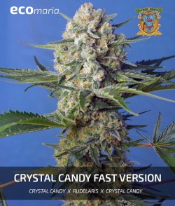 Imagen secundaria del producto Crystal Candy Fast Version