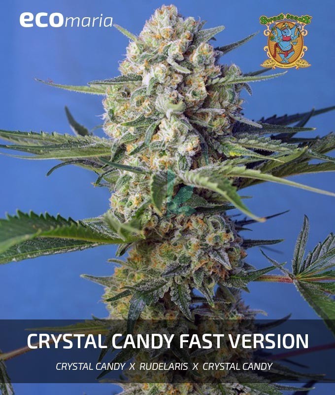 Imagen principal del producto Crystal Candy F1 Fast Version 