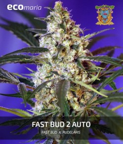 Fast Bud 2 Auto® - Semillas...