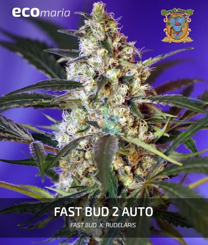 Imagen principal del producto Fast Bud 2 Feminizada