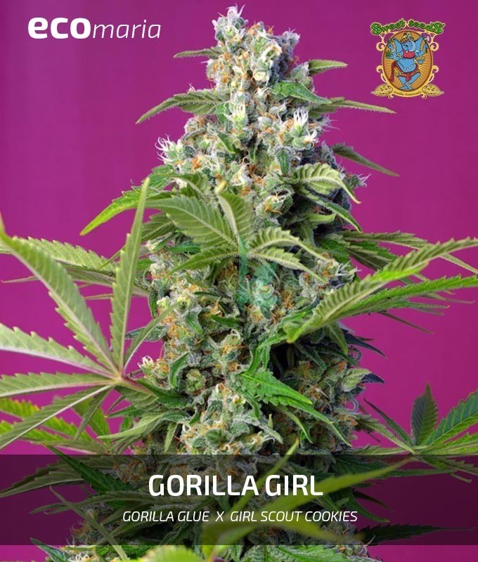 Imagen principal del producto Gorilla Girl Feminizada