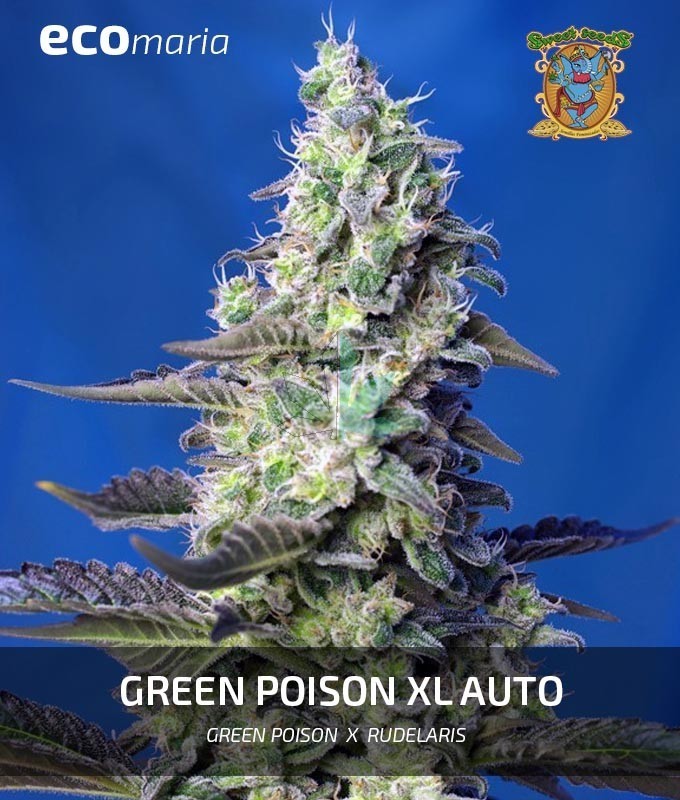 Imagen principal del producto Green Poison XL Autofloreciente