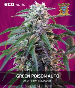 Imagen secundaria del producto Green Poison Autofloreciente