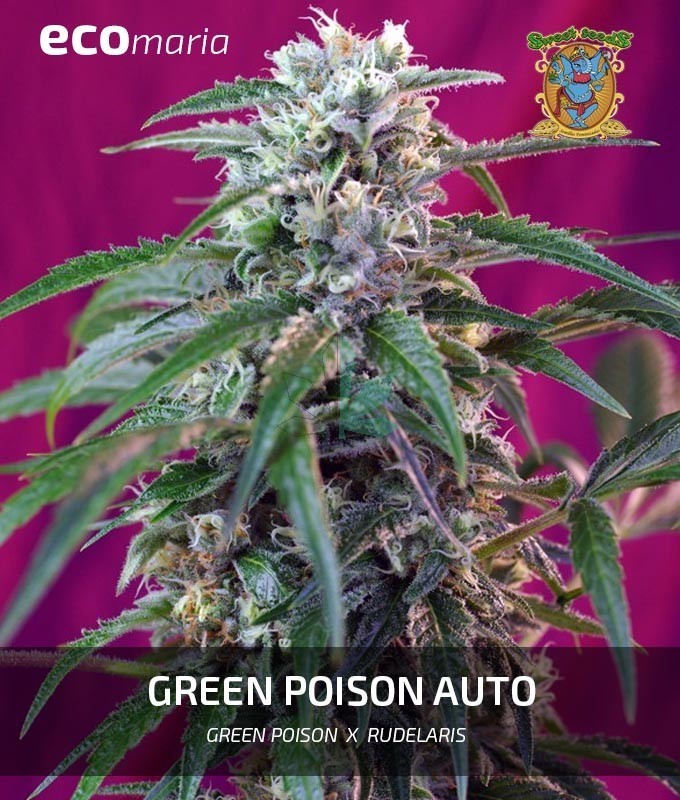Imagen principal del producto Green Poison Autofloreciente