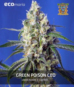 Green Poison CBD - Genética...