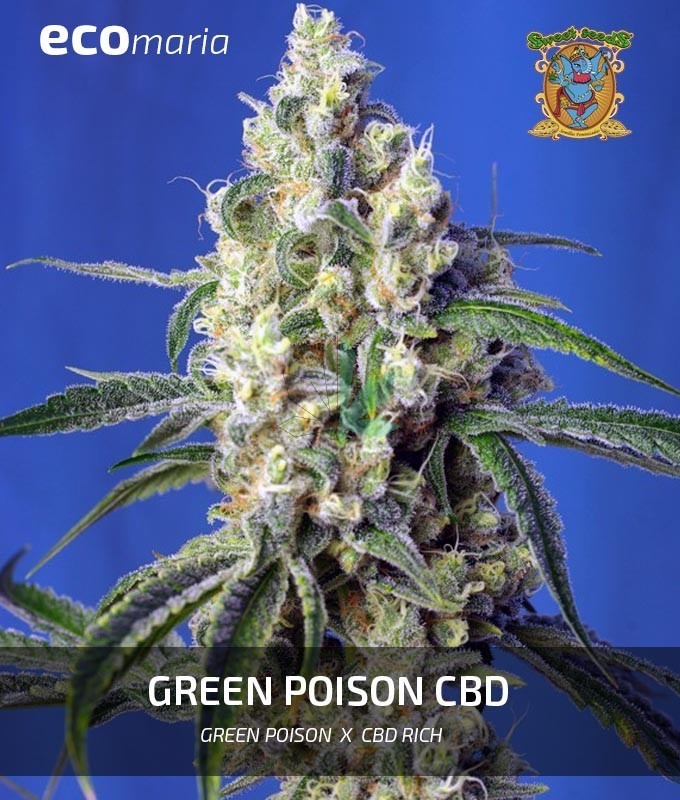 Imagen principal del producto Green Poison CBD Feminizada