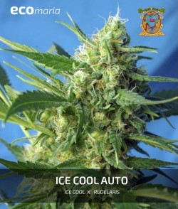 Ice Cool Auto® - Semillas...
