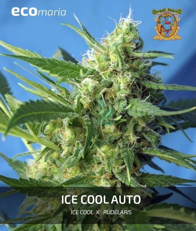 Imagen principal del producto Ice Cool Autofloreciente