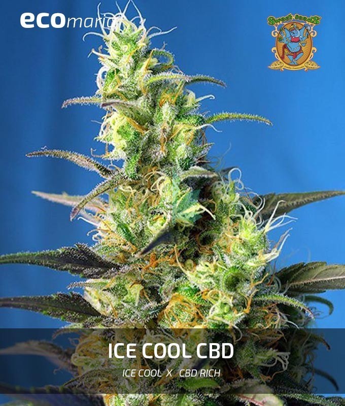 Imagen principal del producto Ice Cool CBD 