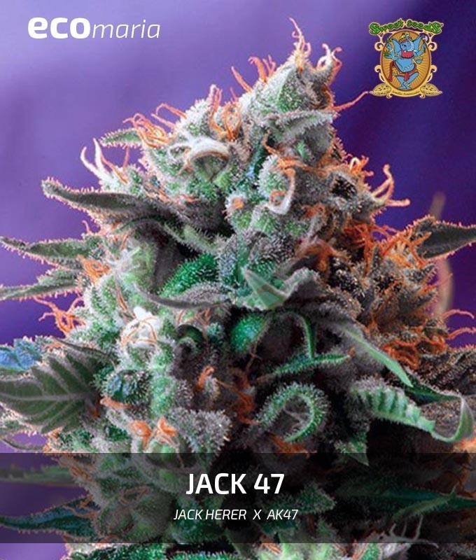Imagen principal del producto Jack 47 Feminizada
