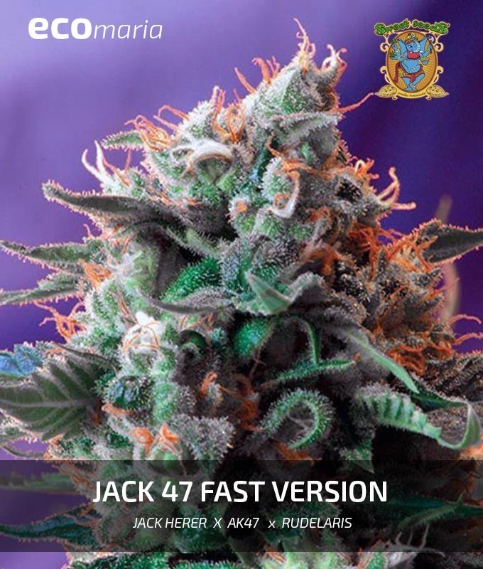 Imagen principal del producto Jack 47 F1 