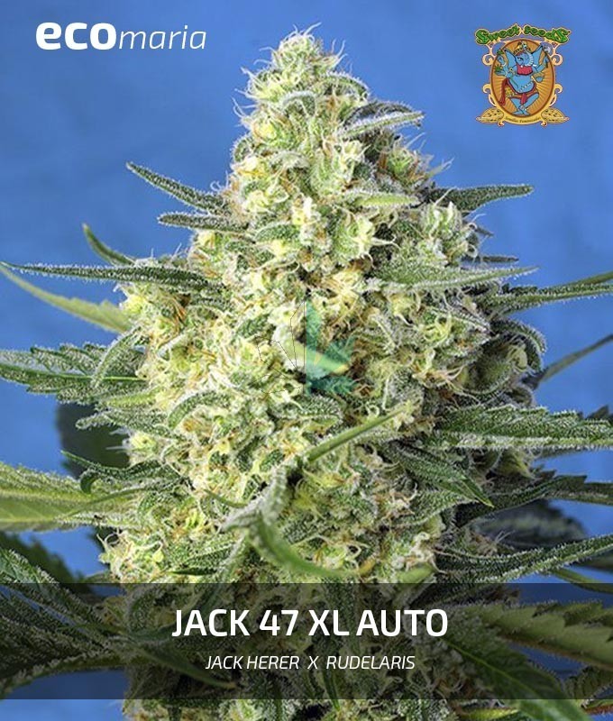 Imagen principal del producto Jack 47 XL Autofloreciente