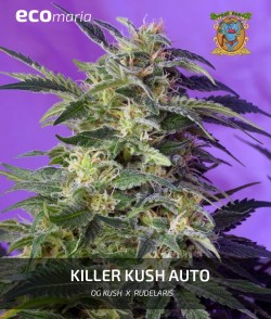 Imagen secundaria del producto Killer Kush Autofloreciente
