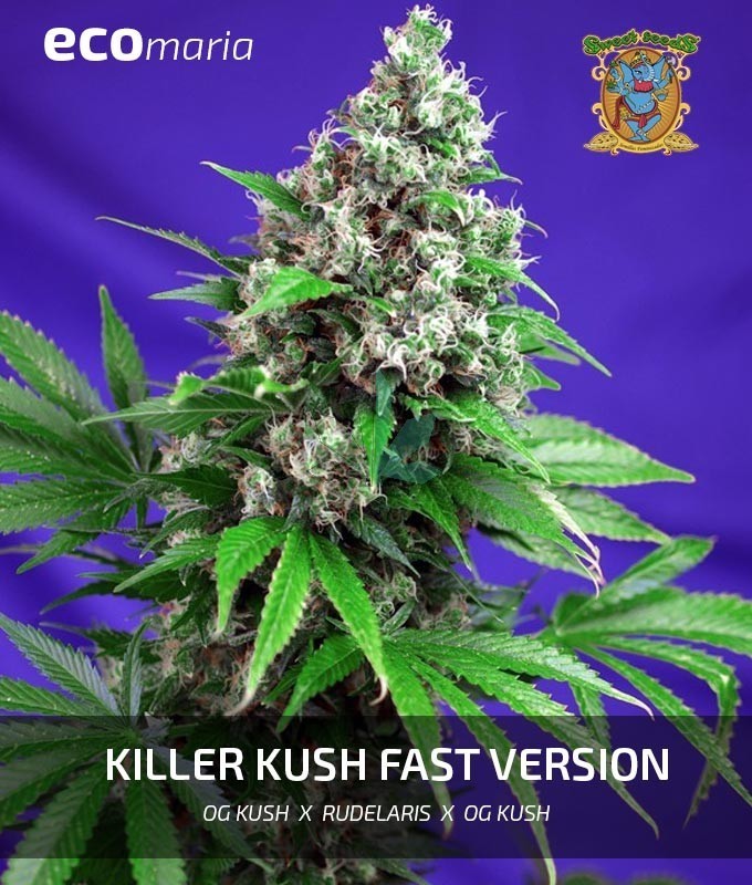 Imagen principal del producto Killer Kush Fast Version