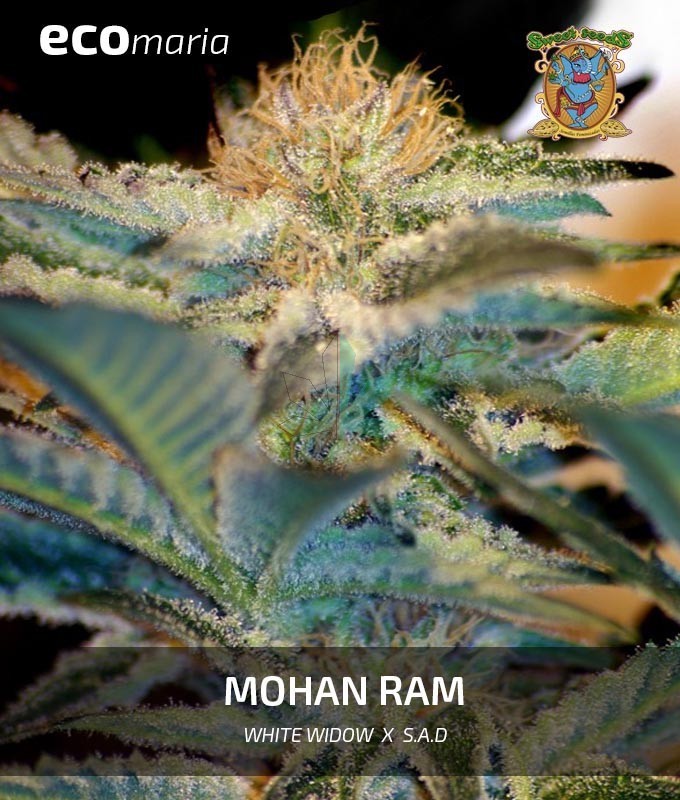 Imagen principal del producto Mohan Ram 