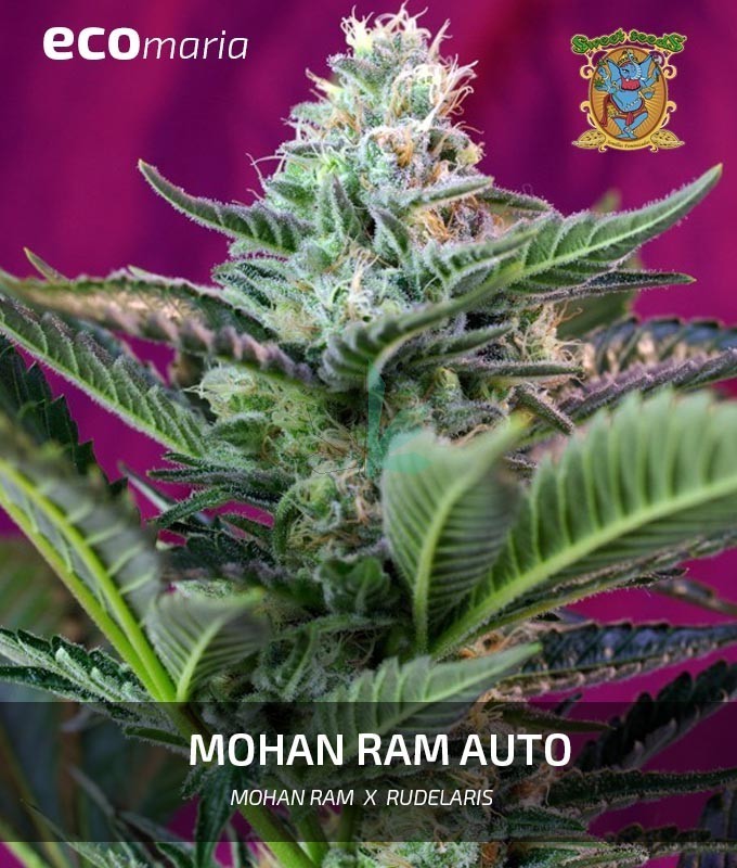 Imagen principal del producto Moham Ram Autofloreciente