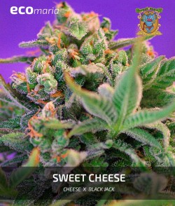 Imagen secundaria del producto Sweet Cheese Feminizada