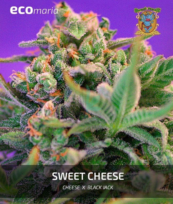 Imagen principal del producto Sweet Cheese Feminizada