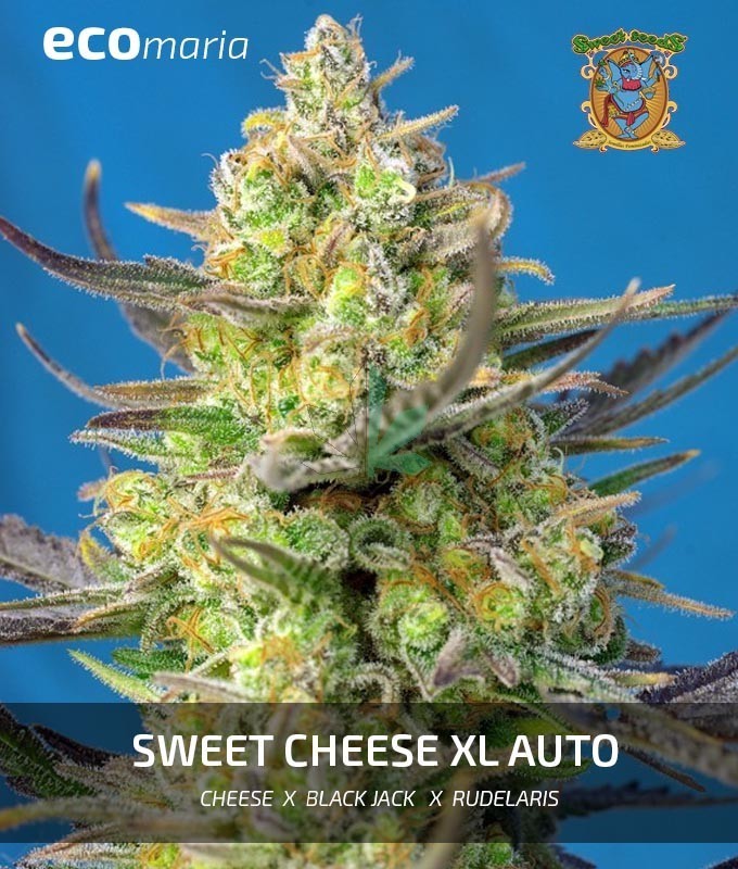 Imagen principal del producto Sweet Cheese XL Autofloreciente