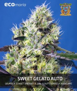 Imagen secundaria del producto Sweet Gelato Autofloreciente