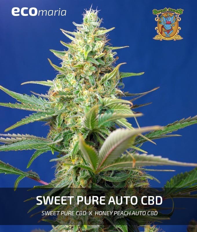 Imagen principal del producto Sweet Pure Auto CBD® 