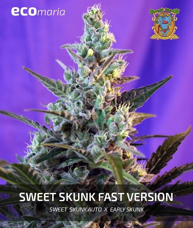 Imagen principal del producto Sweet Skunk Fast Version