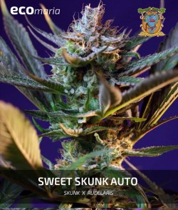 Imagen secundaria del producto Sweet Skunk Autofloreciente