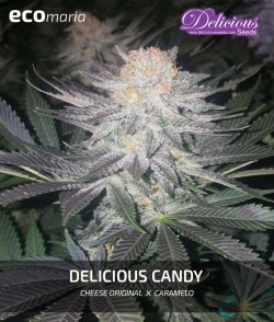 Delicious Candy - Genética...