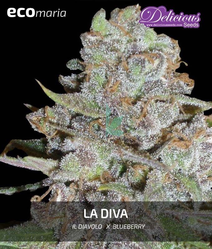 Imagen principal del producto La Diva 