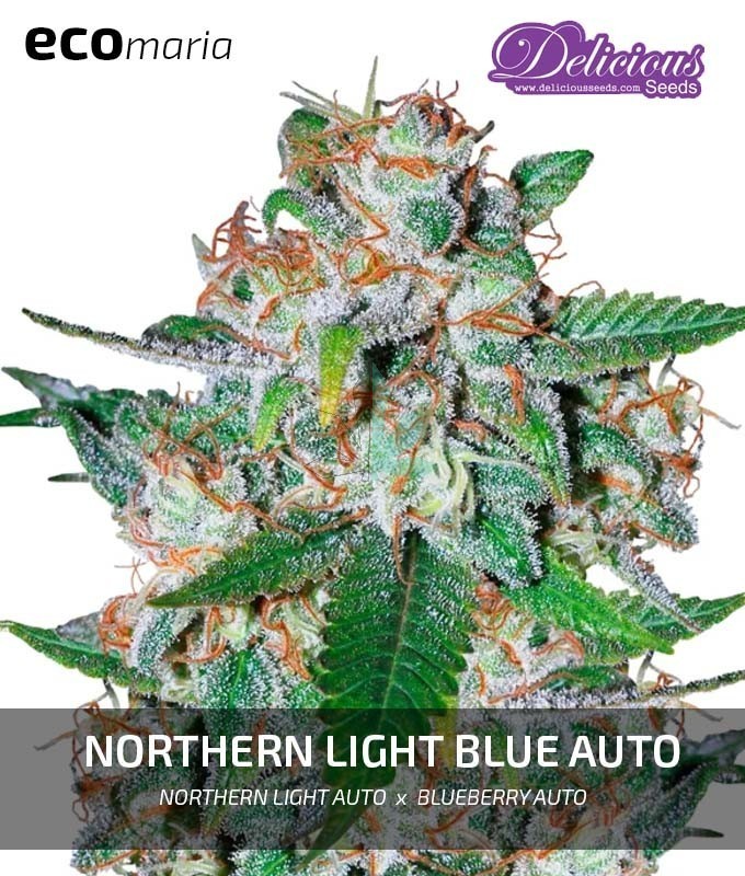 Imagen principal del producto Northern Light Blue Autofloreciente