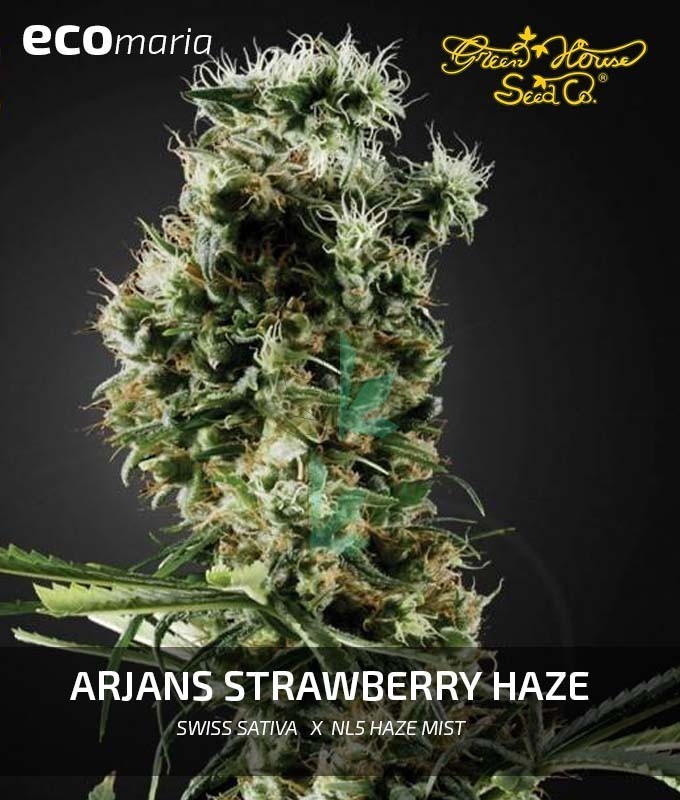 Imagen principal del producto Arjan Strawberry Haze Feminizada