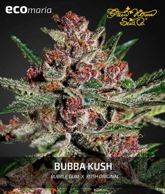 Imagen principal del producto Bubba Kush Feminizada