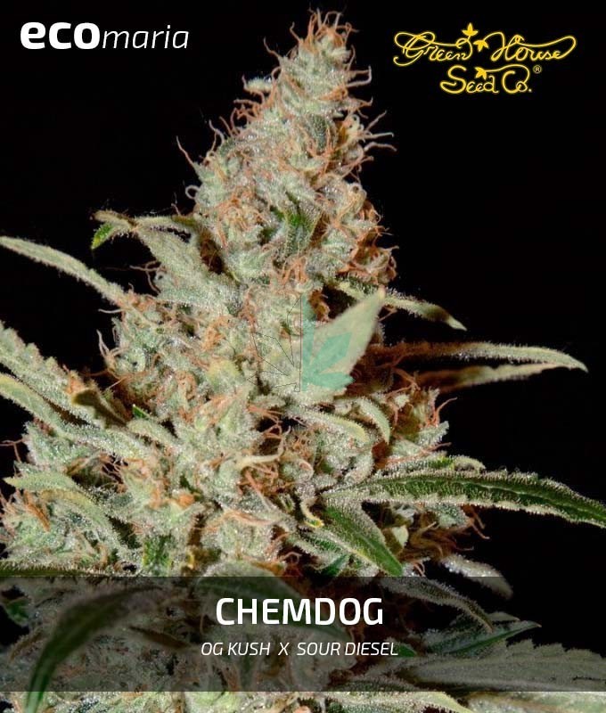 Imagen principal del producto Chemdog Feminizada