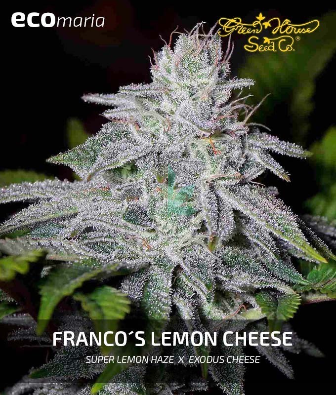 Imagen principal del producto Franco´s Lemon Cheese Feminizada