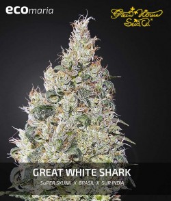 Great White Shark -...