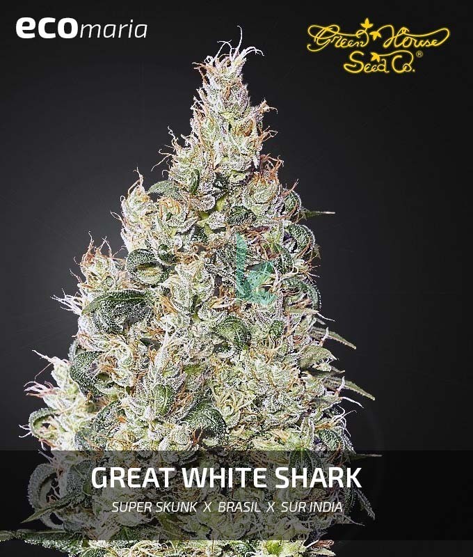 Imagen principal del producto Great White Shark Feminizada
