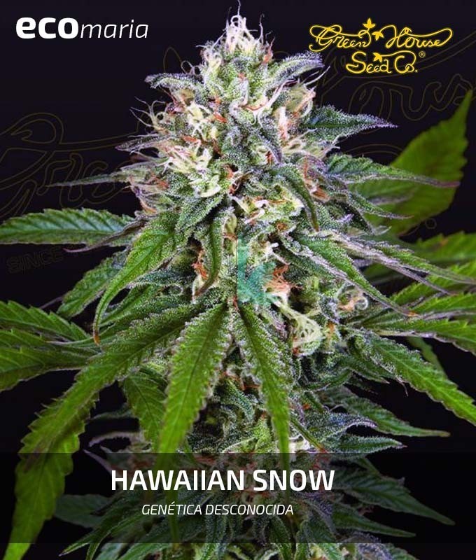 Imagen principal del producto Hawaiian Snow Feminizada