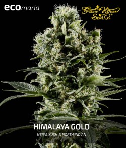 Imagen secundaria del producto Himalaya Gold 