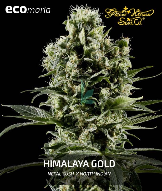 Imagen principal del producto Himalaya Gold Feminizada