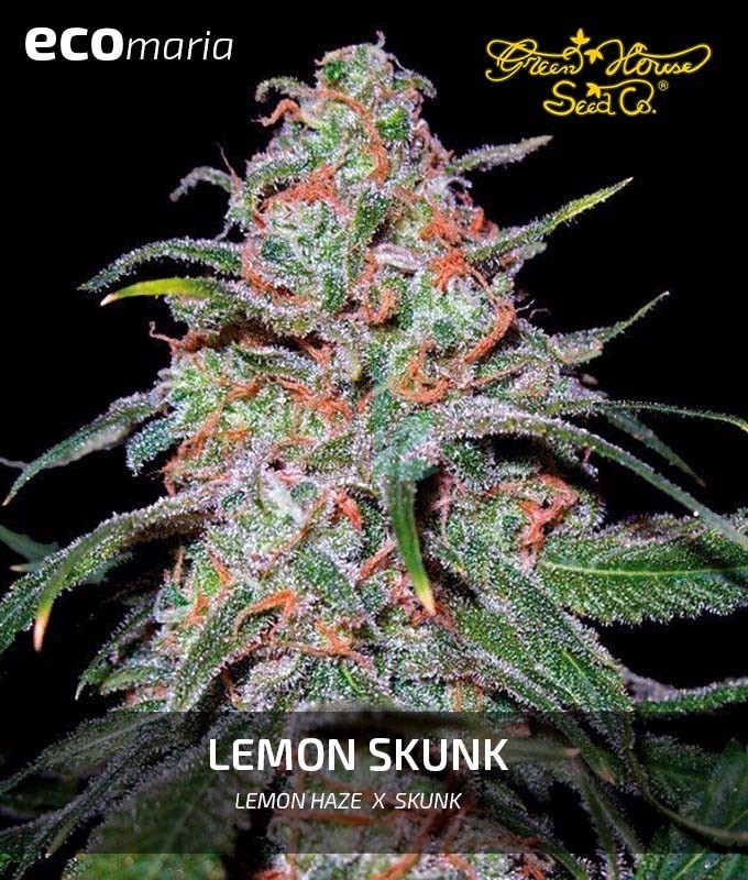 Imagen principal del producto Lemon Skunk 