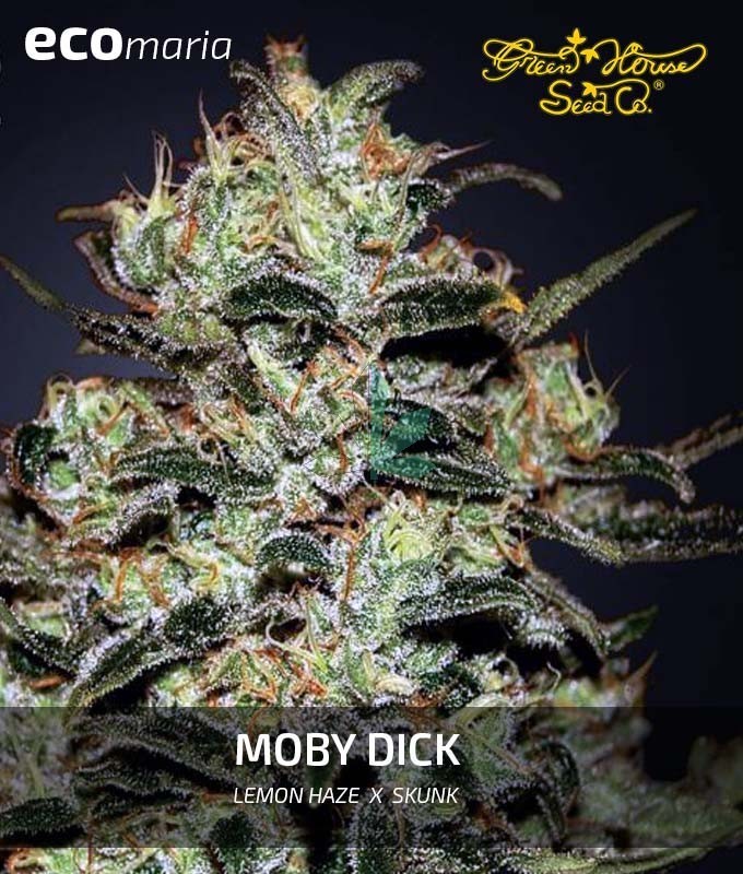 Imagen principal del producto Moby Dick de Green House Seeds 